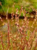 Image of Douglas' knotweed