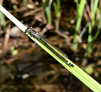 Image of Norfolk Damselfly