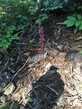 Image of Pacific coralroot