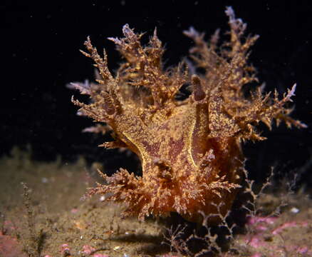 Image of Dendronotus europaeus Korshunova, Martynov, Bakken & Picton 2017