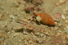 صورة Gobius gasteveni Miller 1974