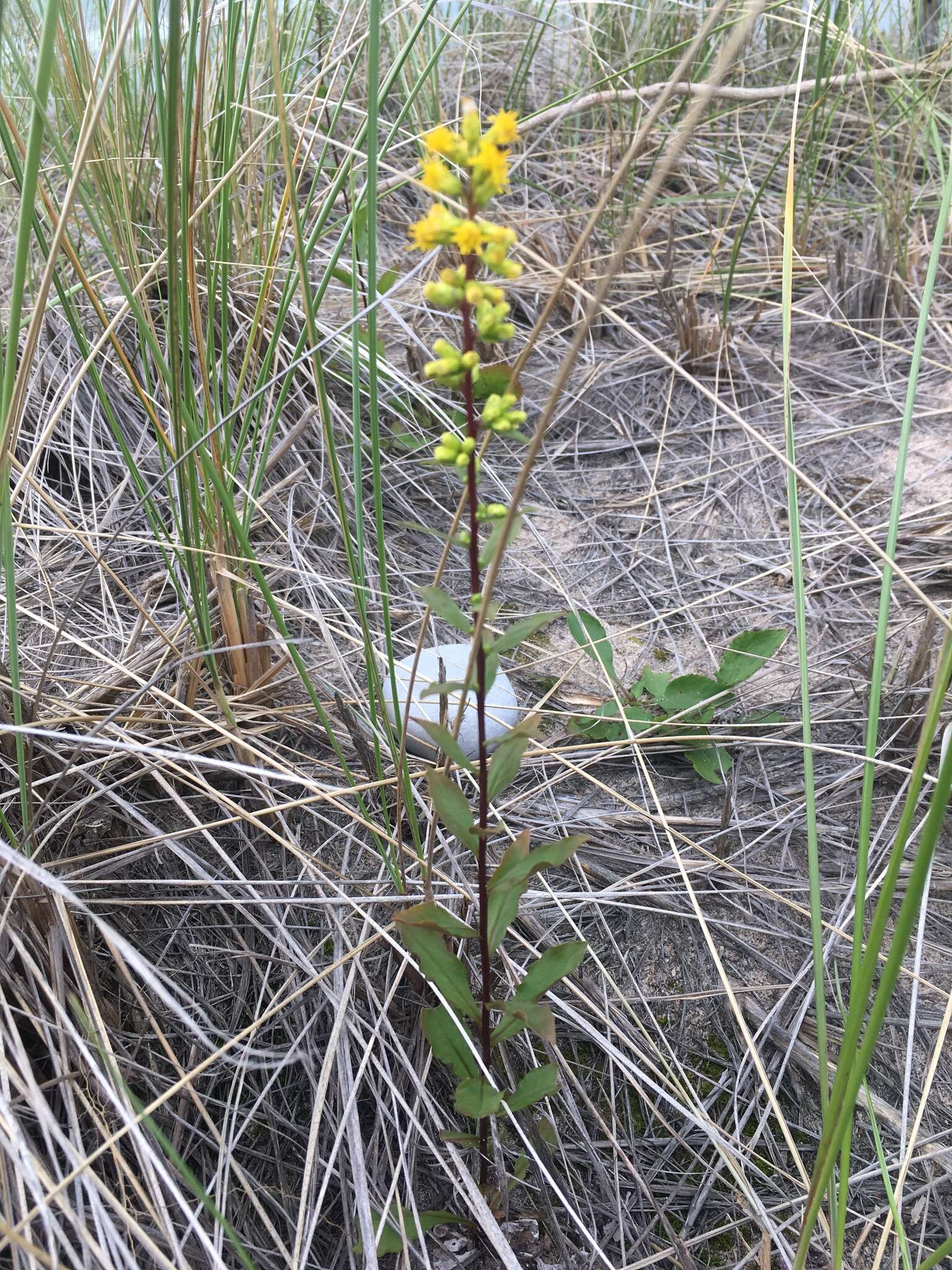 صورة Solidago hispida Muhl. ex Willd.