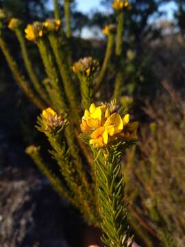 Imagem de Phyllota