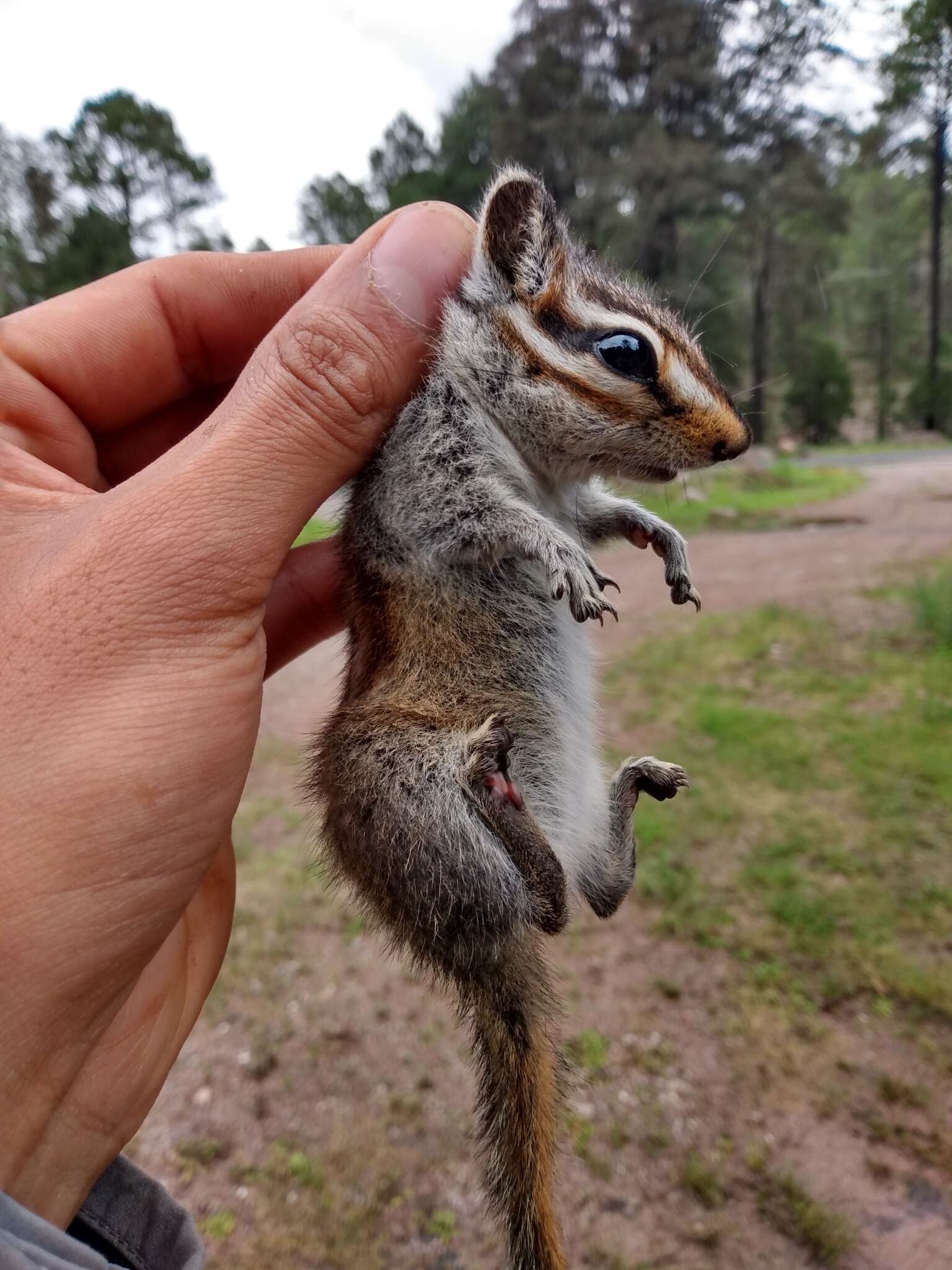 Image of Durango Chipmunk