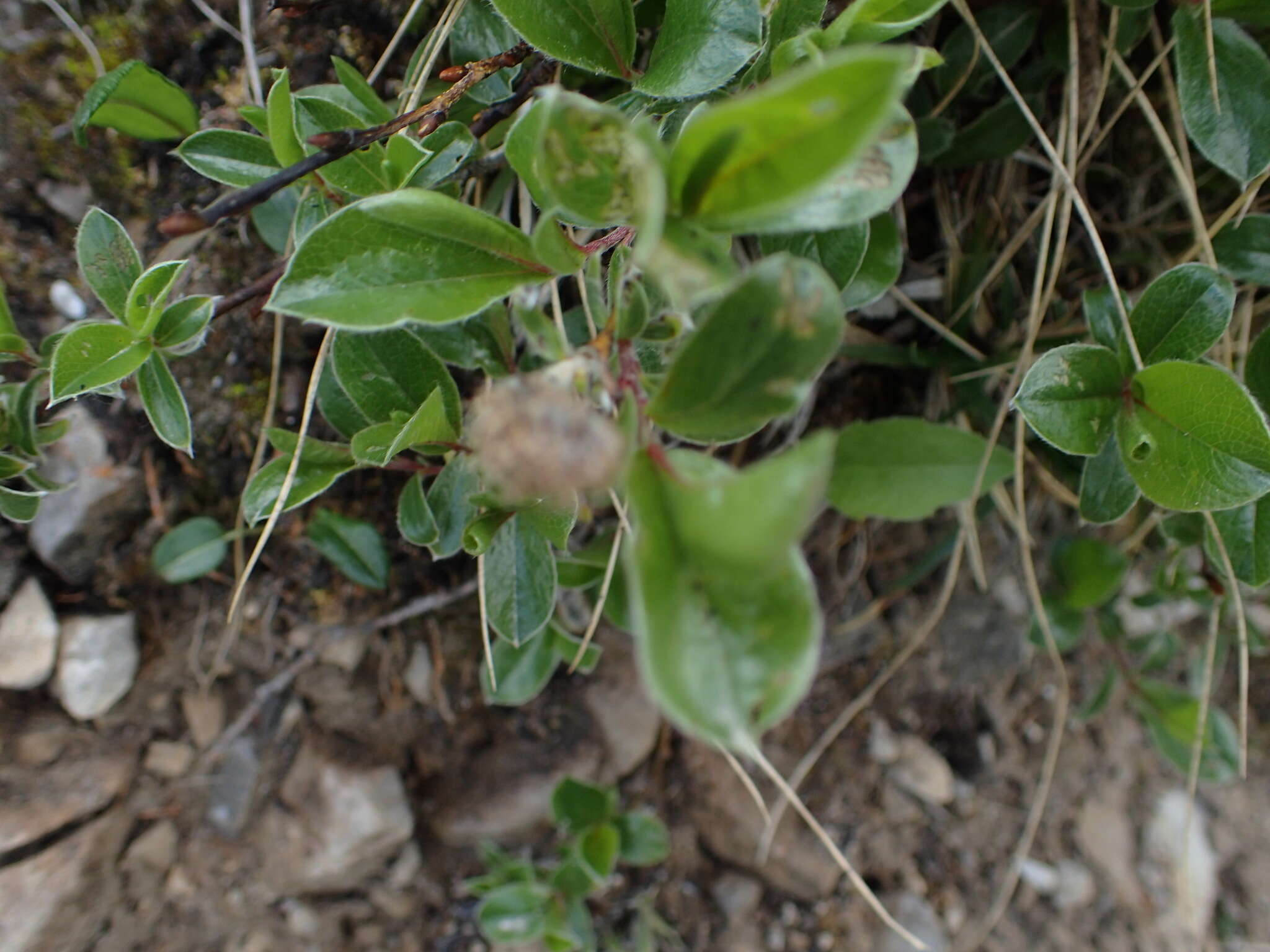 Image of Salix alpina Scop.