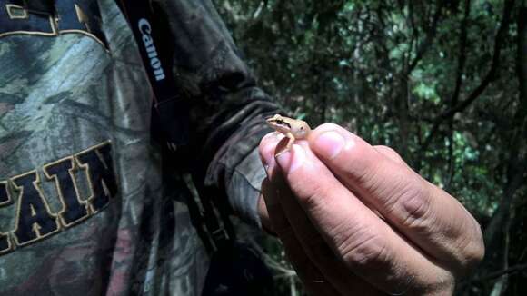 Image of Polymorphic Robber Frog