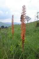 Image of Kniphofia laxiflora Kunth