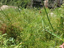 Image of miniature flatsedge