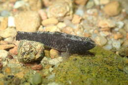 Image of Bigmouth Goby