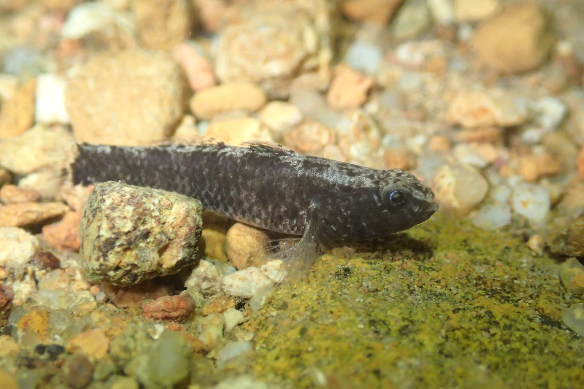 Image of Bigmouth Goby