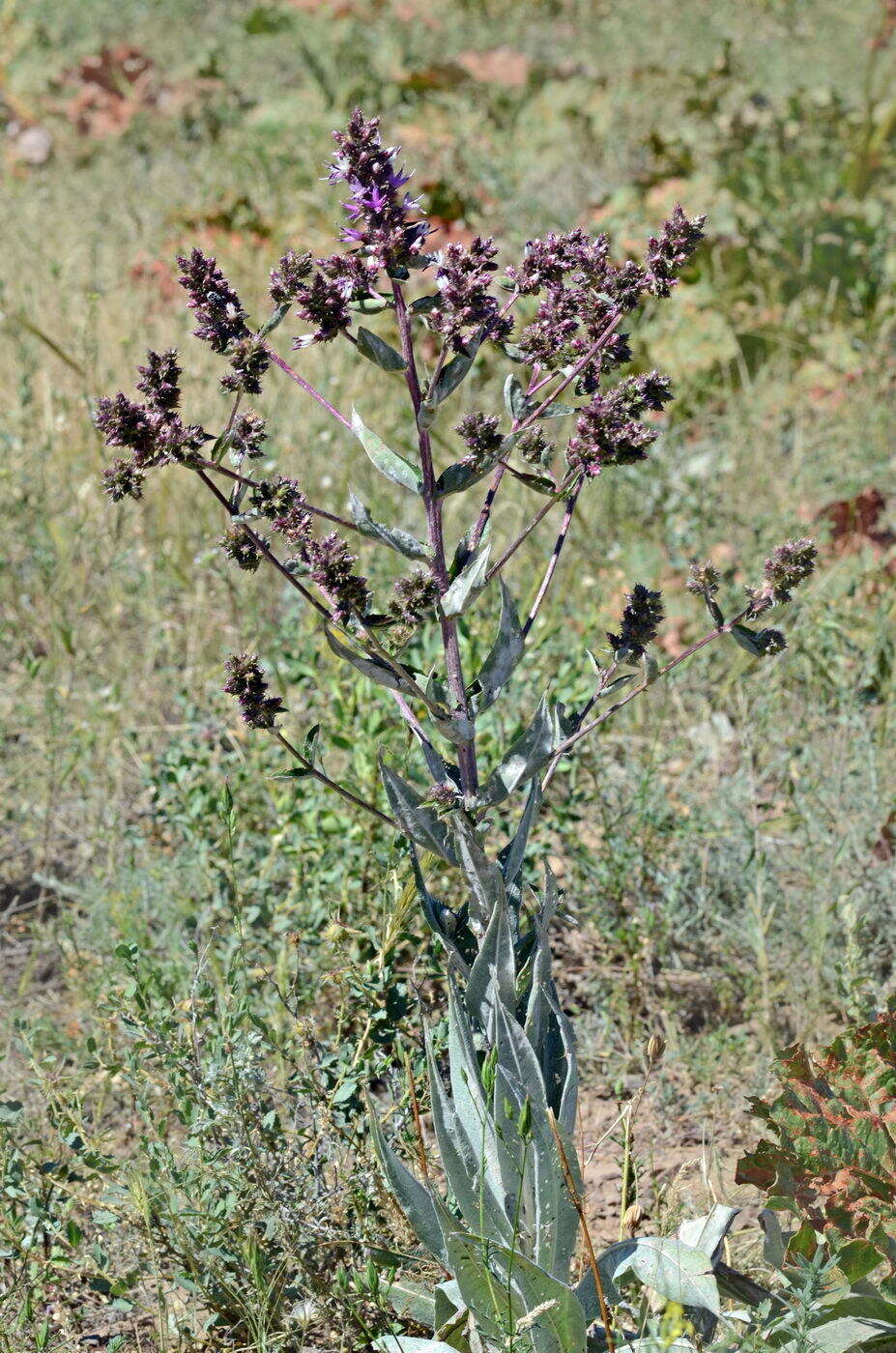 Image of Arctium lappaceum (Schrenk) Kuntze