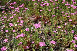 Image of Centranthus macrosiphon Boiss.