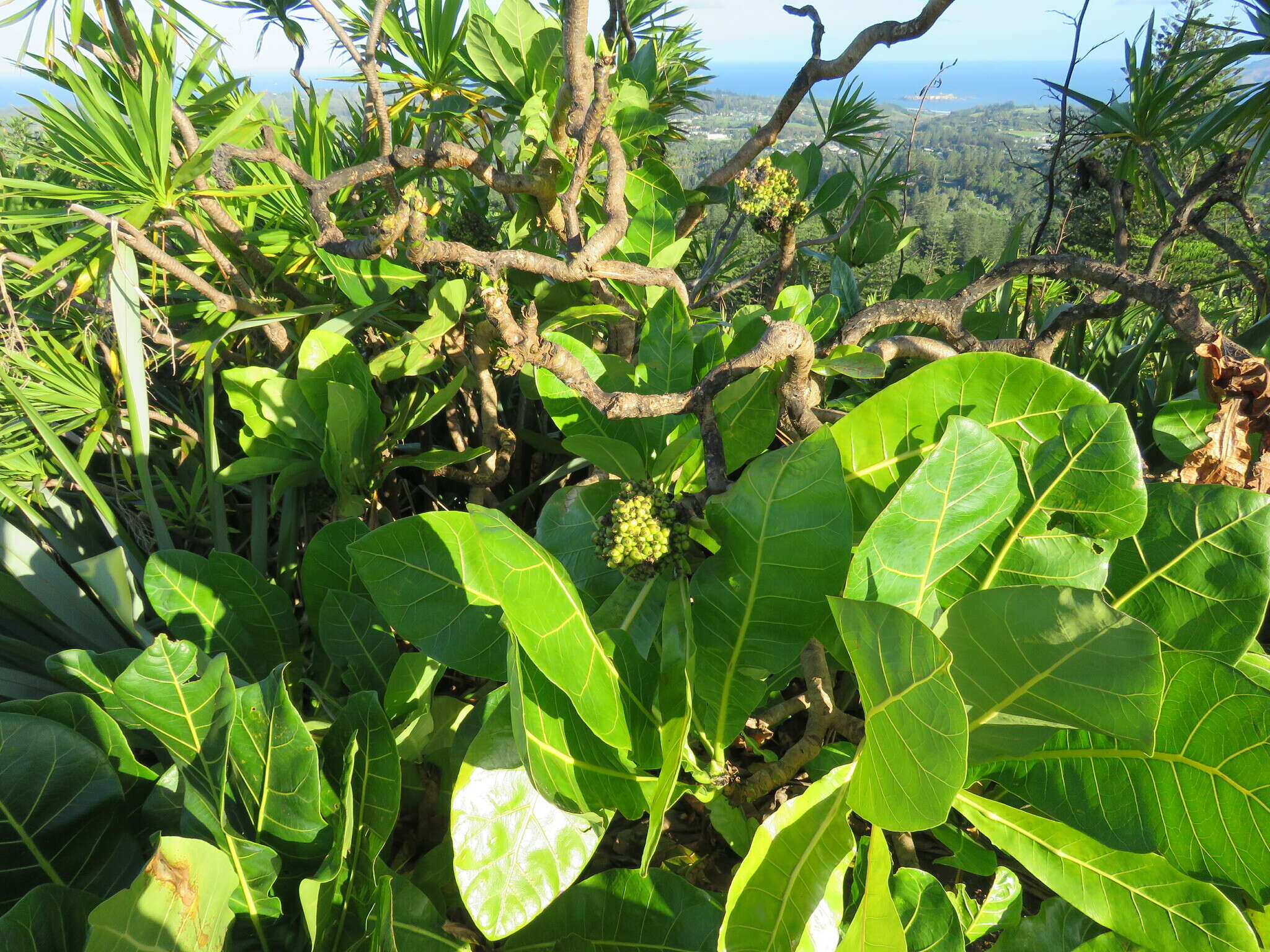 Meryta latifolia (Endl.) Seem. resmi