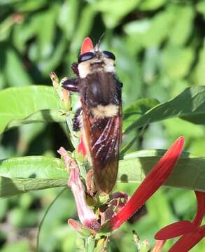 صورة Mallophora fautrix Osten Sacken 1887