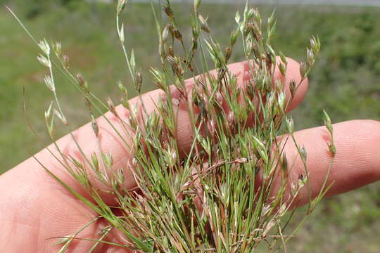 Imagem de Juncus bufonius L.