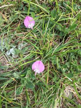 Image of common restharrow