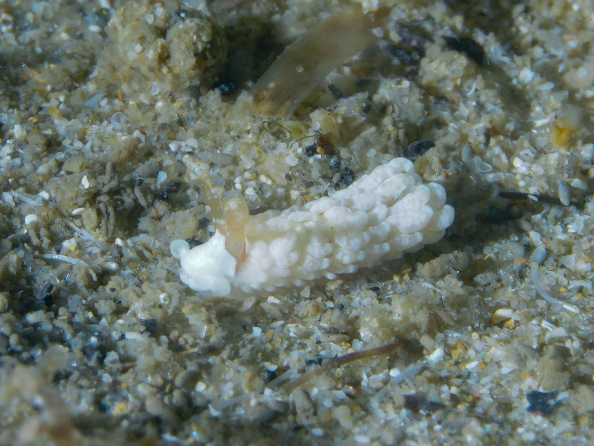 Image of Bulbaeolidia Carmona, Pola, Gosliner & Cervera 2013