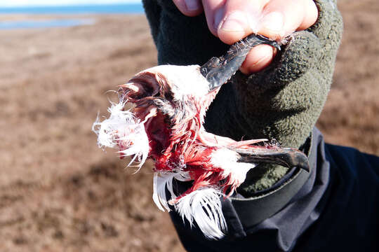 Image of White-headed Petrel