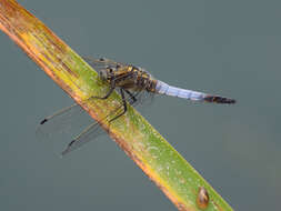 Image of Black-tailed Skimmer