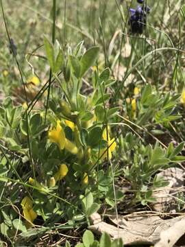 Cytisus triflorus Lam.的圖片