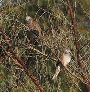 Image of Bar-shouldered Dove