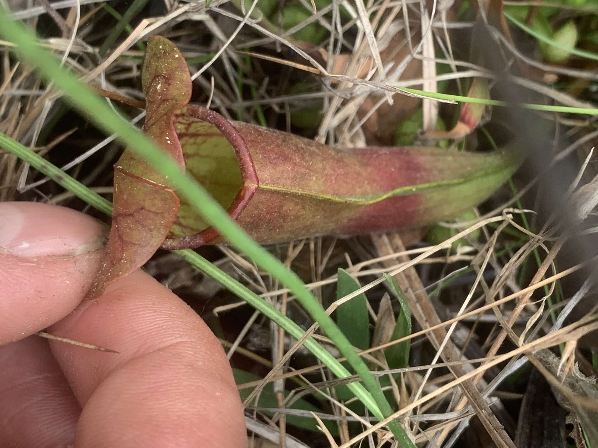 Image of hybrid pitcherplant