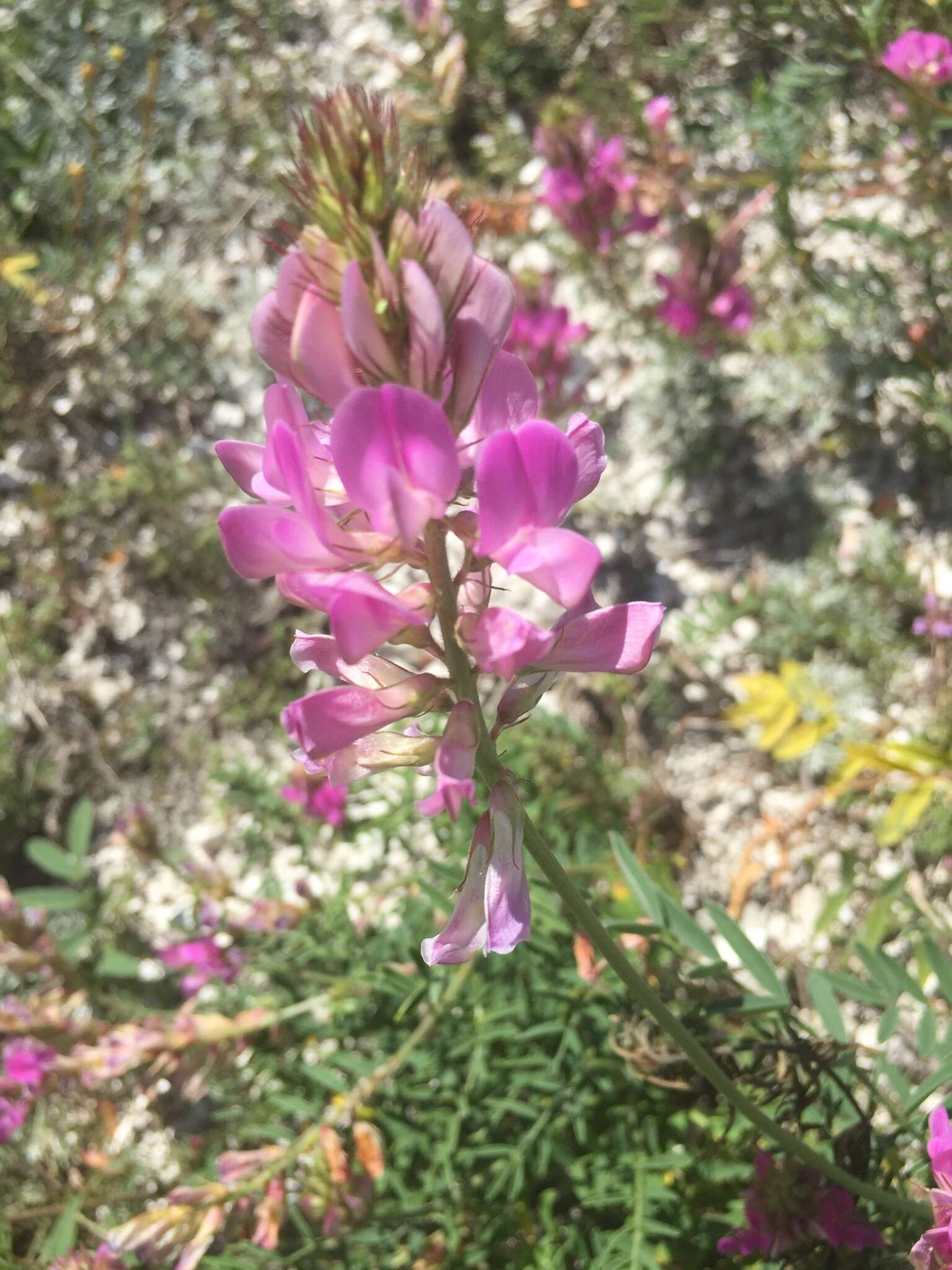 Plancia ëd Hedysarum ucrainicum Kaschm.