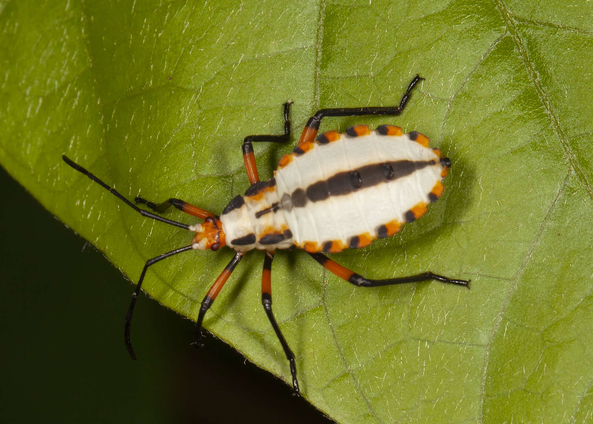 Image of Thasopsis formidabilis (Distant 1893)