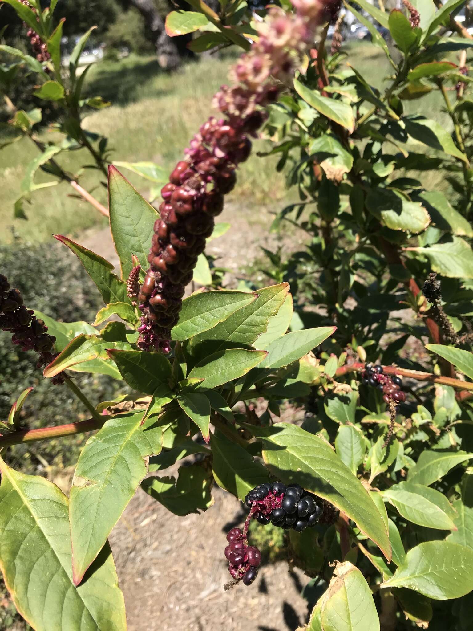 Image of Mexican pokeweed