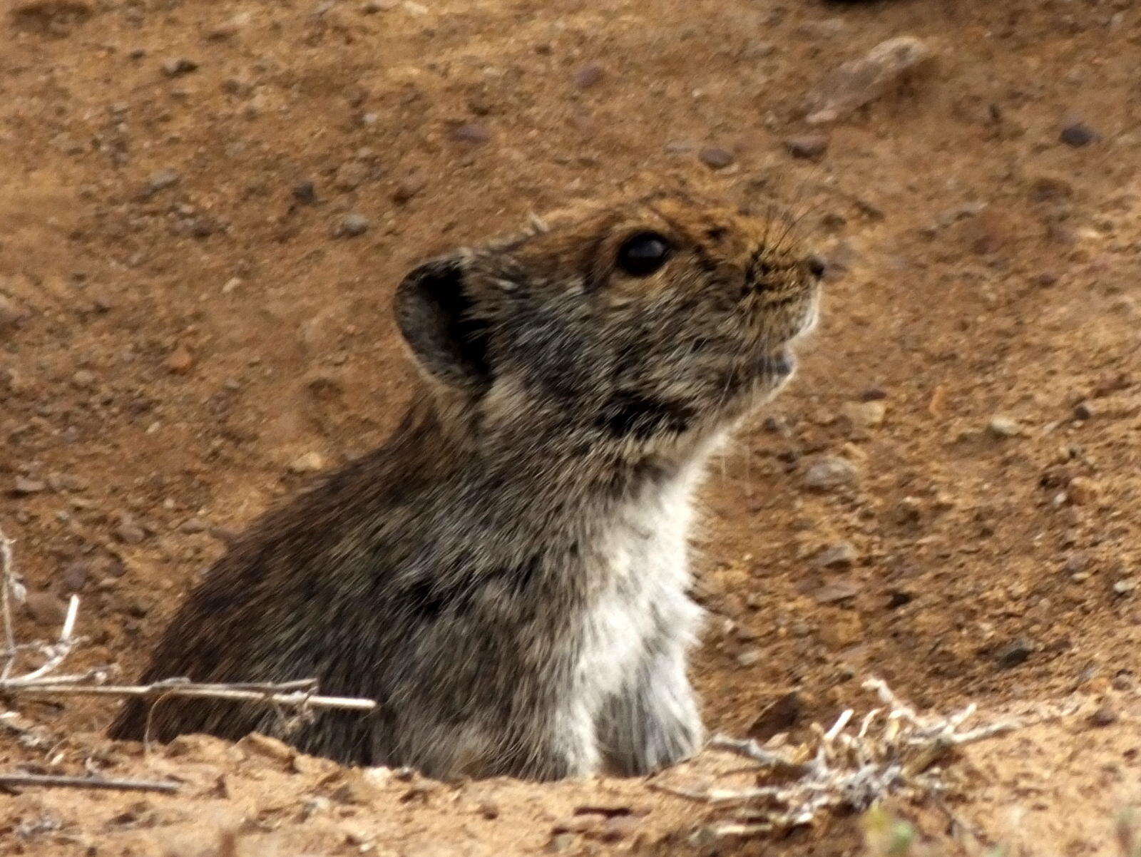 Image de Parotomys brantsii (A. Smith 1834)