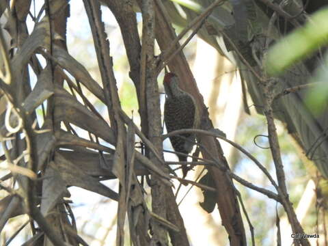 Image of Yellow Goldentail Woodpecker
