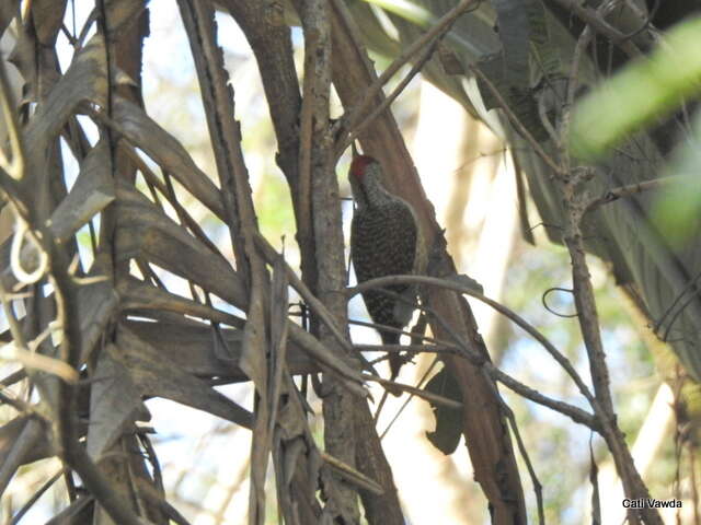 صورة Campethera abingoni constricta Clancey 1965