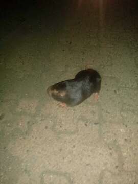 Image of Buller's pocket gopher