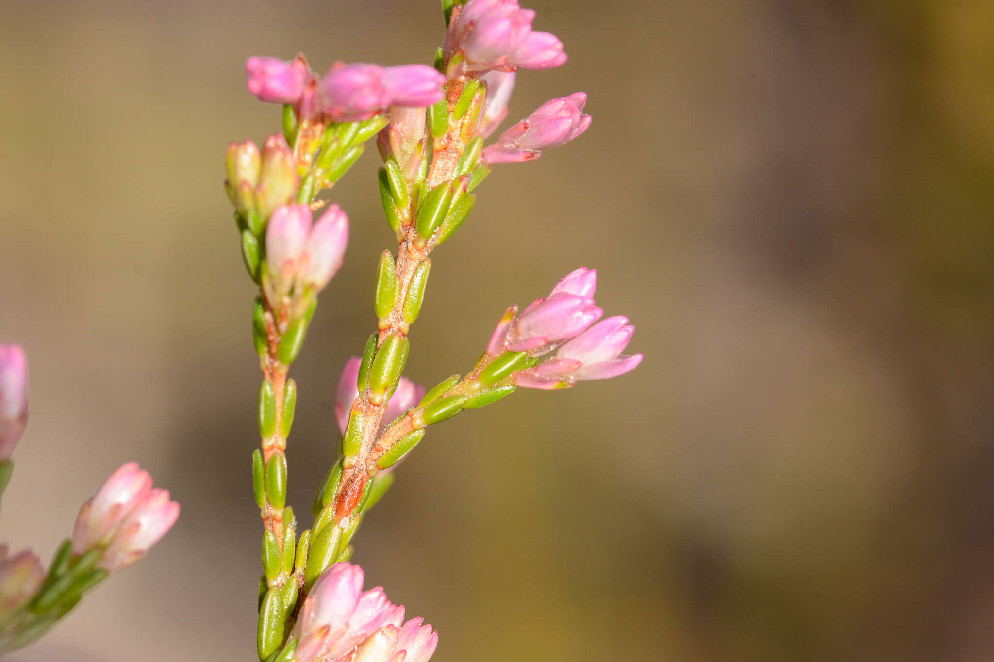 Image of Cud Heath