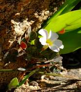 Image of Oxalis ambigua Jacq.