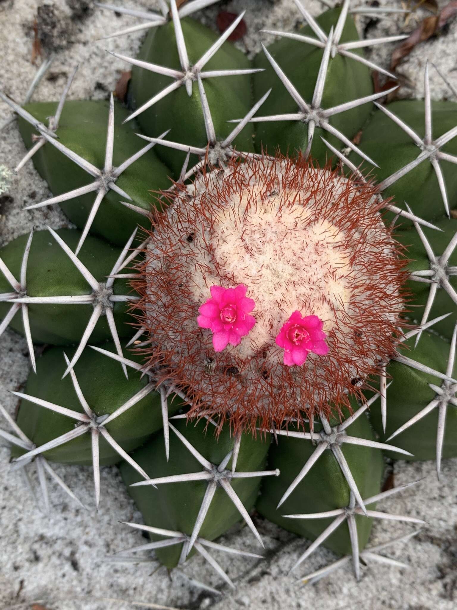 Image of Melocactus violaceus subsp. violaceus