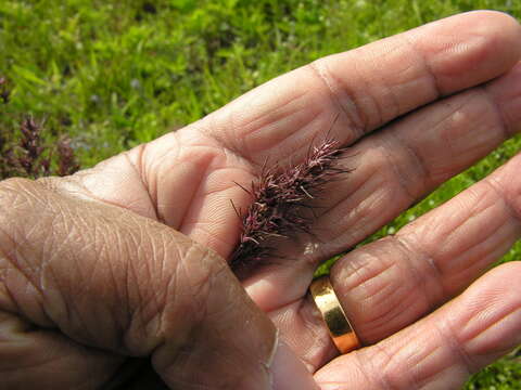 Imagem de Poa bulbosa L.