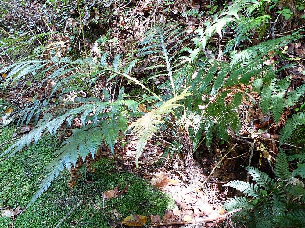 Image of Diploblechnum fraseri (A. Cunn.) De Vol