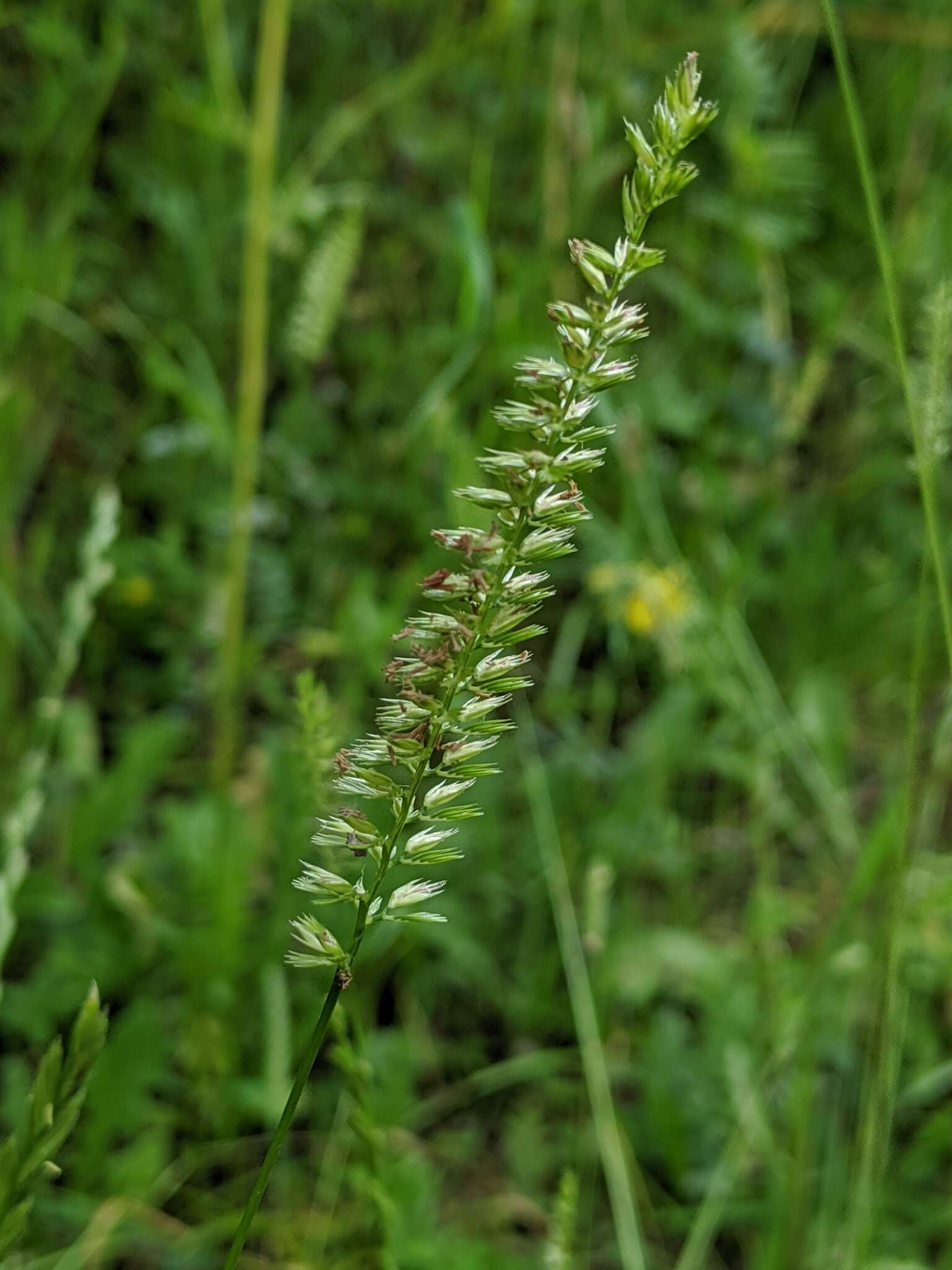 Cynosurus cristatus L. resmi