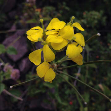 Image of western wallflower