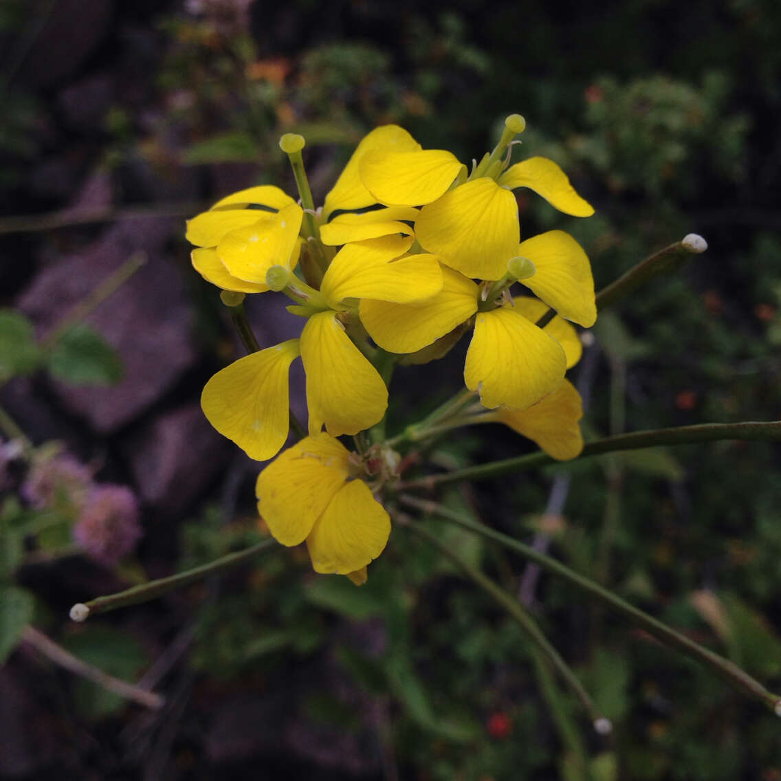 Imagem de Erysimum asperum (Nutt.) DC.