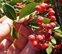 Plancia ëd Cotoneaster glaucophyllus Franch.