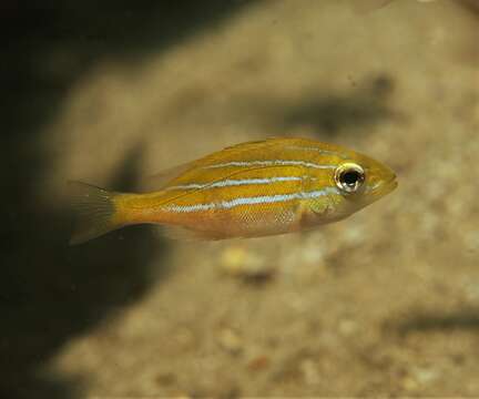 Image of Bluestripe snapper