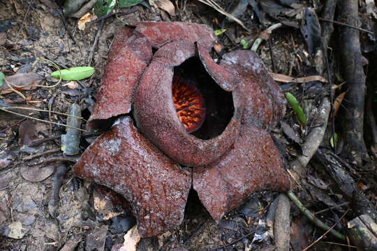 Image of Rafflesia kerrii W. Meijer