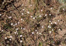 Image of Russian vine