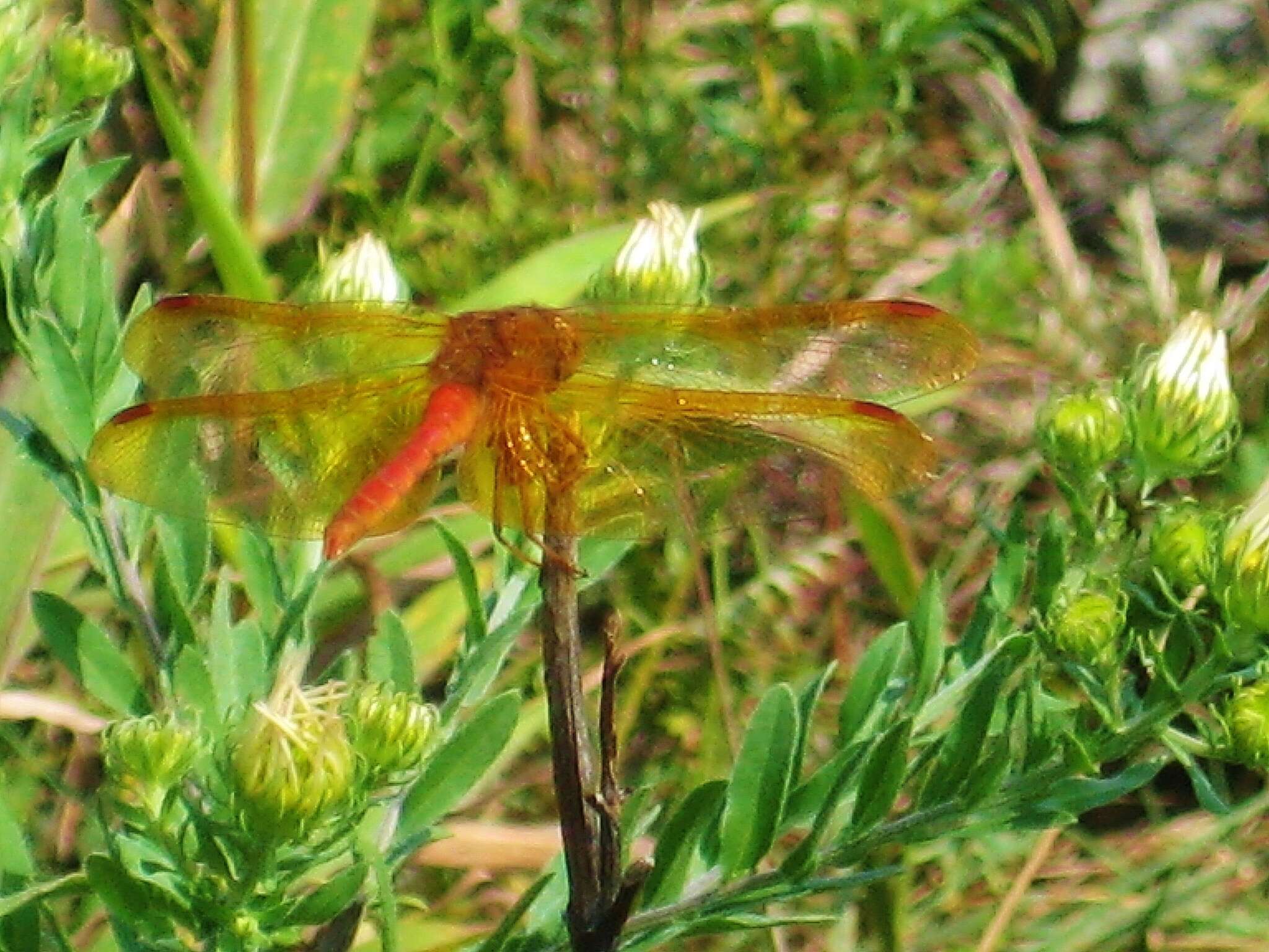 Image of Sympetrum croceolum (Selys 1883)