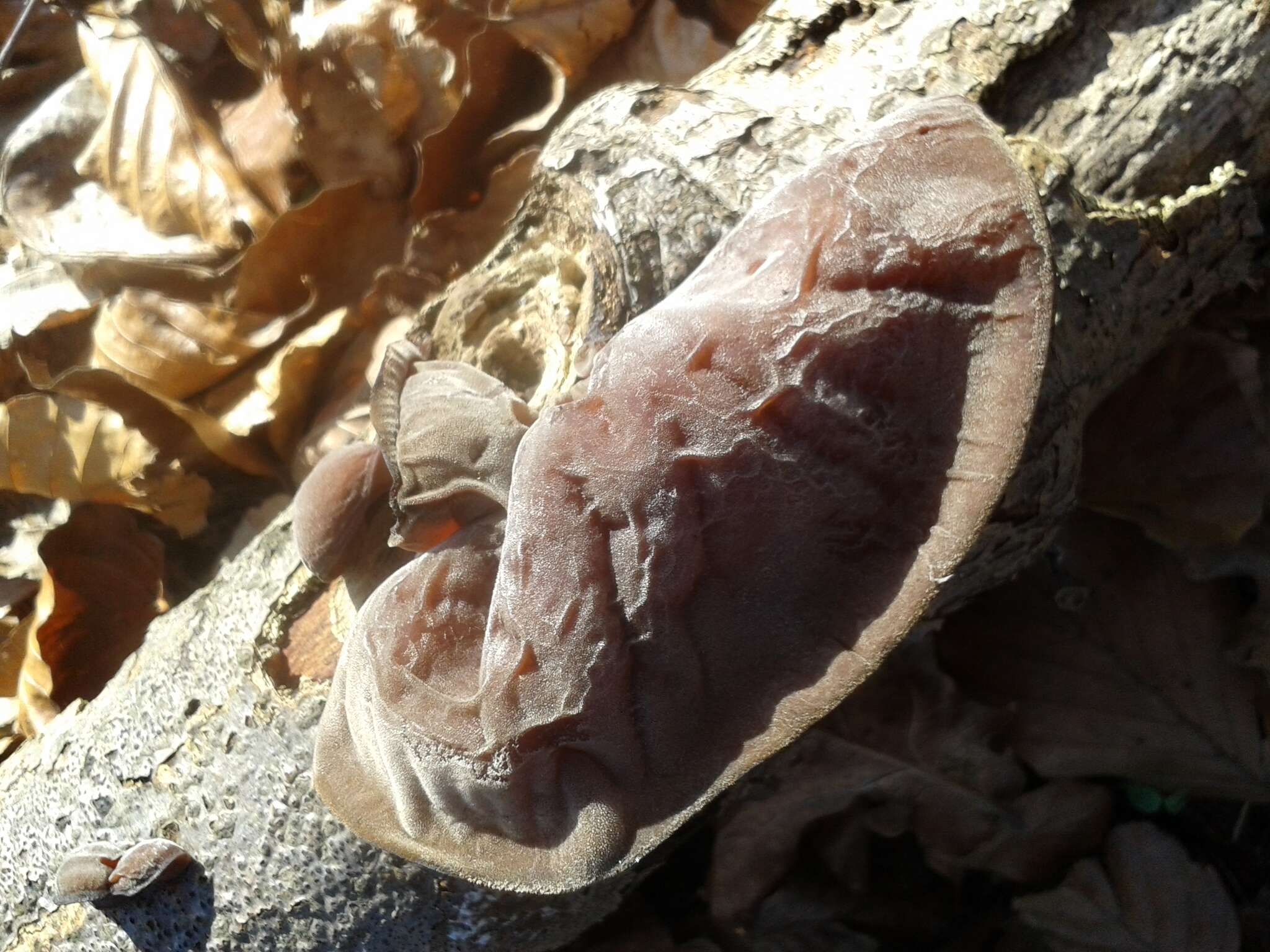 Image of ear fungus