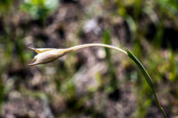 Image of Gladiolus longicollis Baker