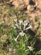 Plancia ëd Amsonia palmeri A. Gray