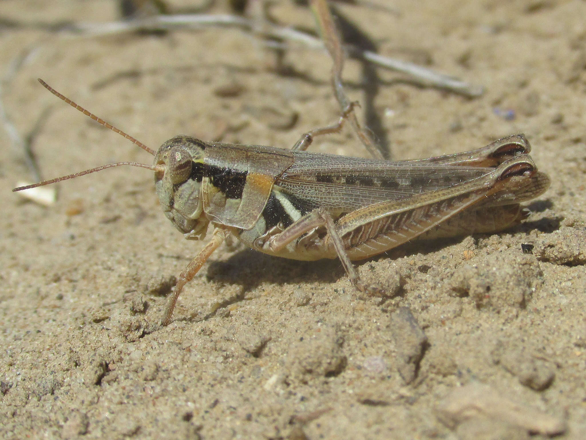 Image of Melanoplus confusus Scudder & S. H. 1897